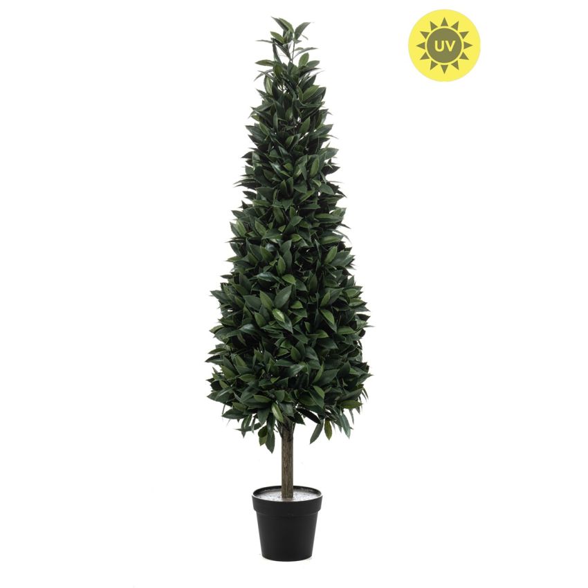 Laurel pyramid UV in pot 150cm