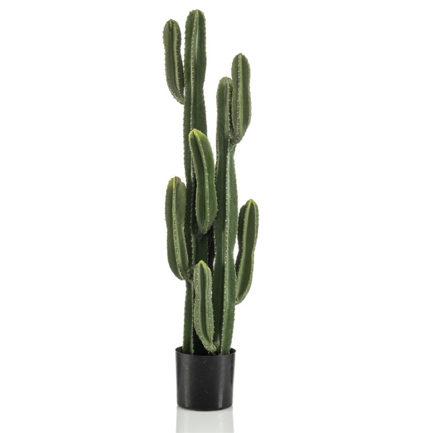 Cactus euphorbia ingens 125cm