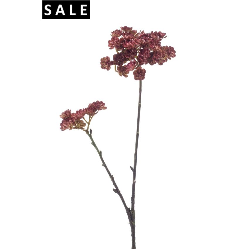 Echeveria mini spray x2 48cm burgundy