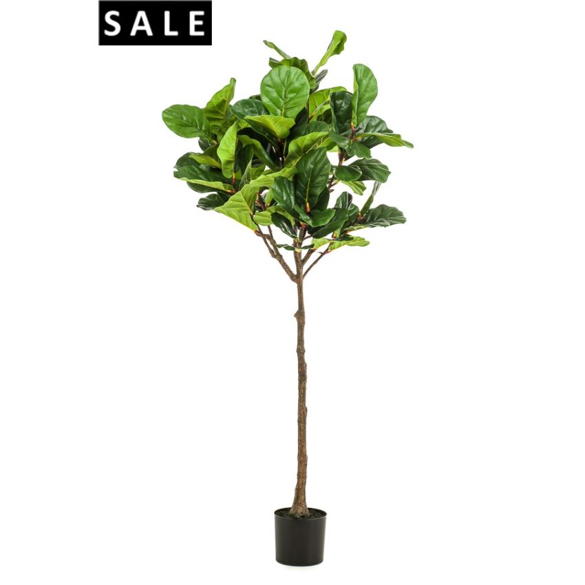 Ficus lyrata umbrella tree 195cm