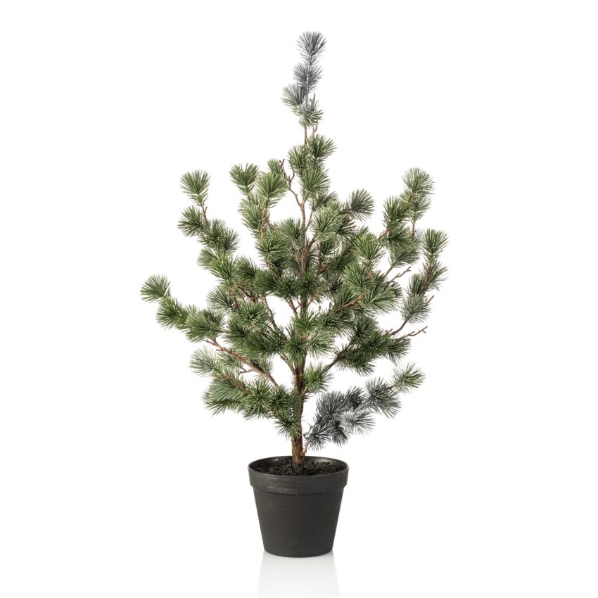 Cedar pine in pot 80cm