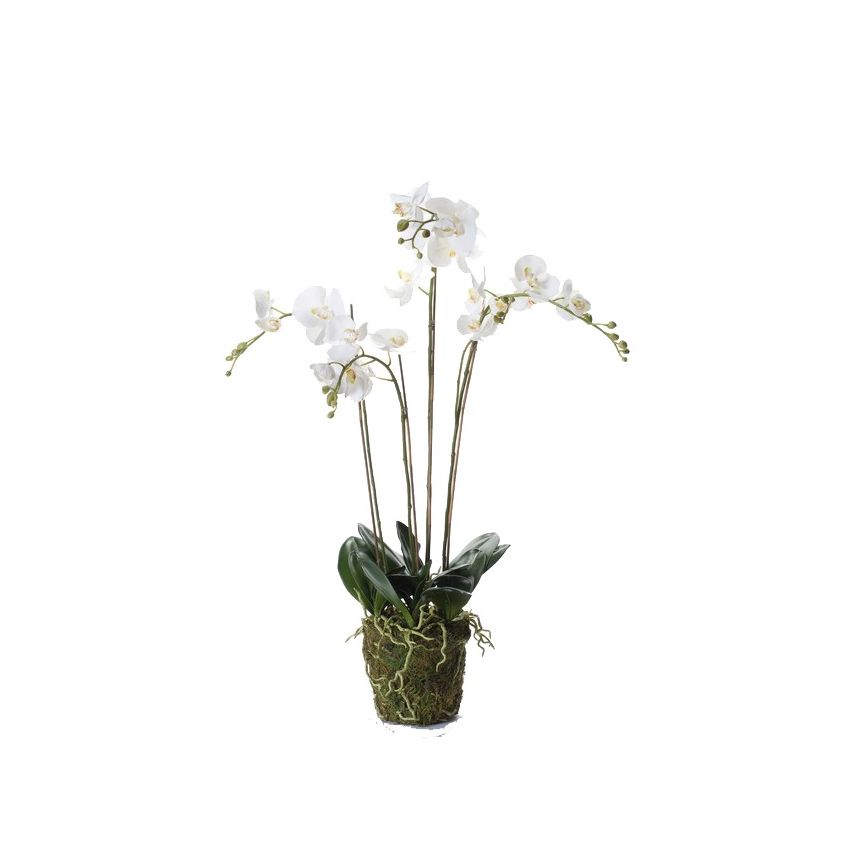 Phalaenopsis plant w moss white 90cm