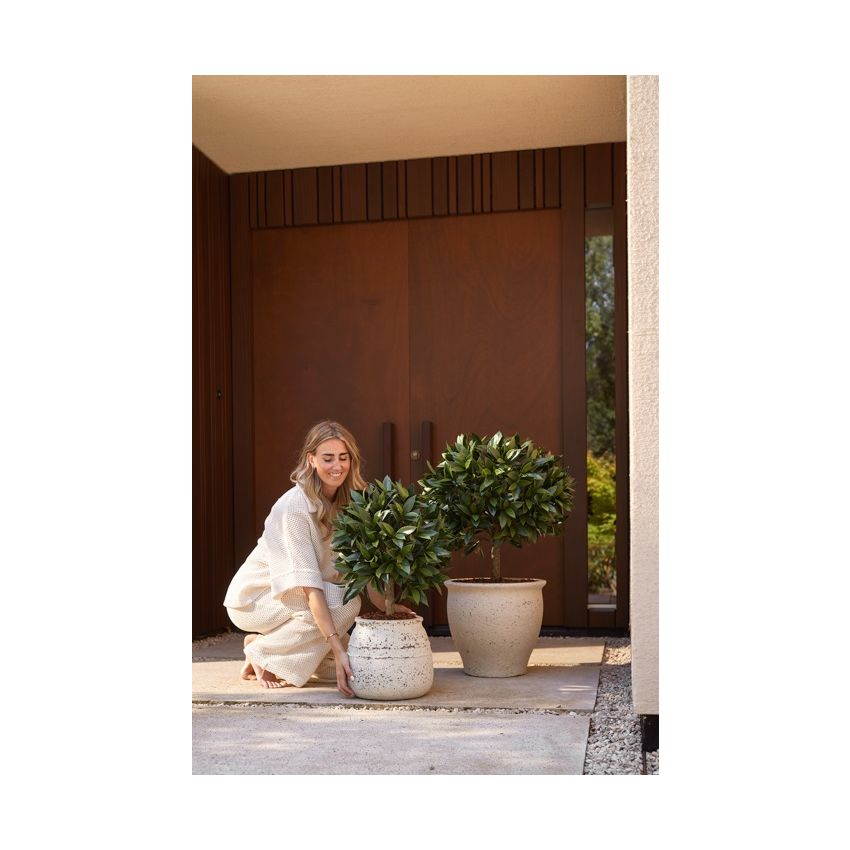 Laurel ball UV in pot 75cm