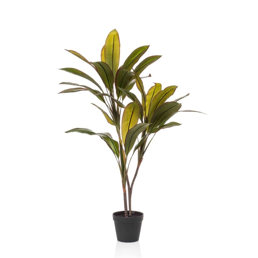 Cordyline plant x3 105cm