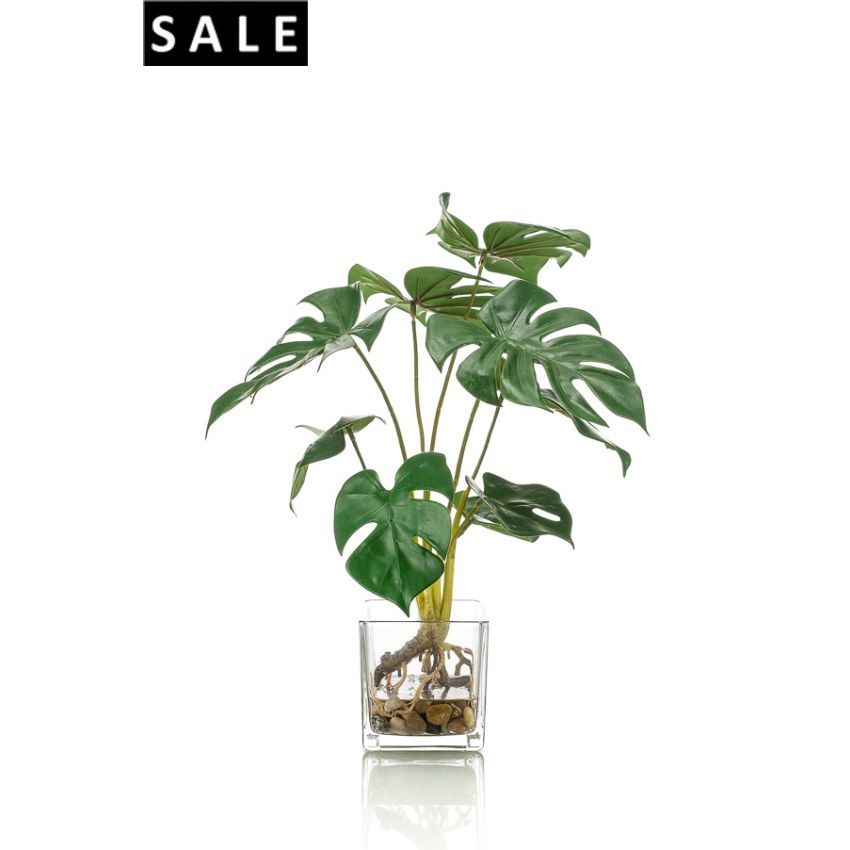 Monstera x9 40cm in glass pot 10cm