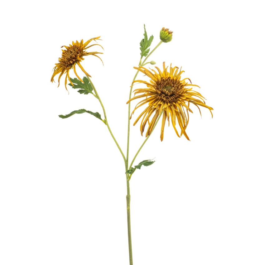 Chrysantum spider spray mustard 70cm