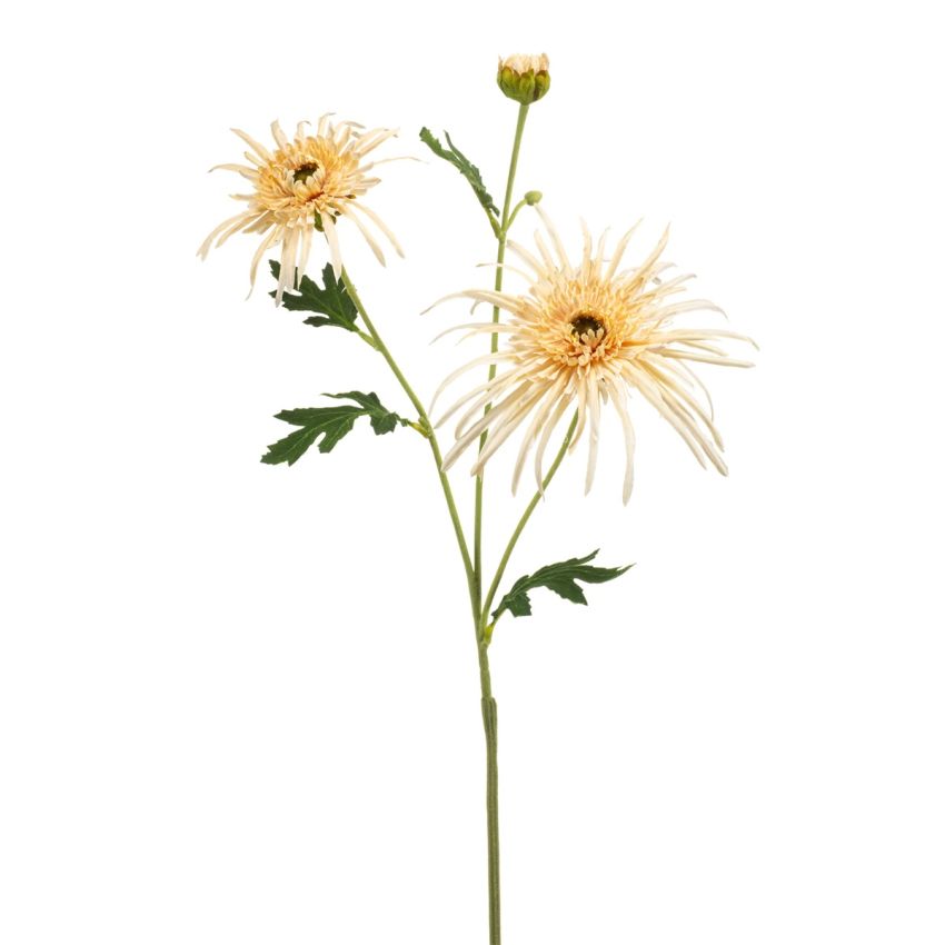Chrysantum spider spray cream 70cm