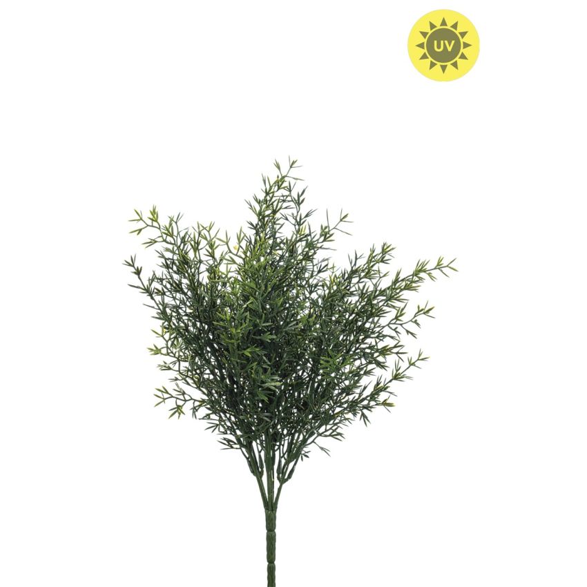Rosemary bush UV 35cm