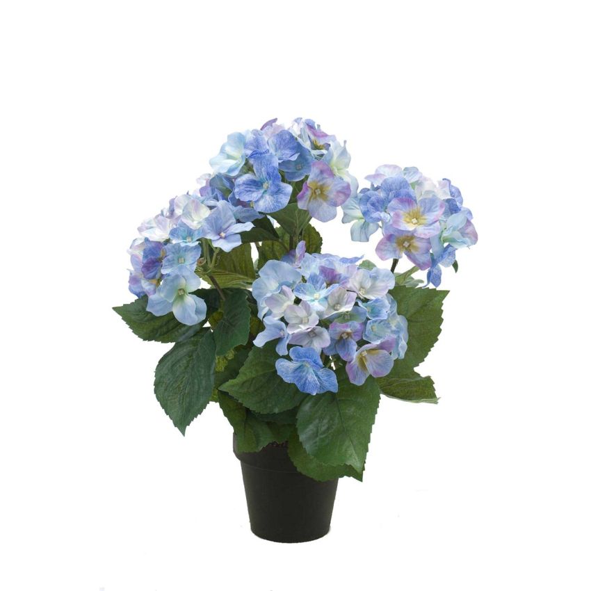 Hydrangea bush blue 40cm in black pot