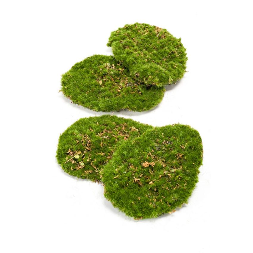 Moss plate 4pcs/bag