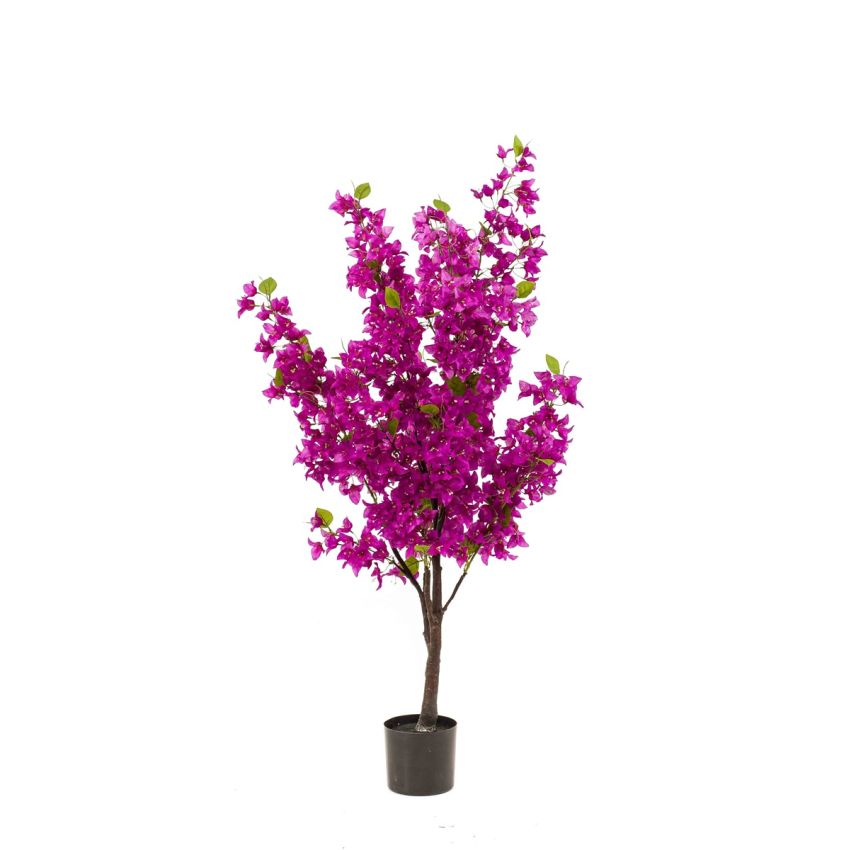 Bougainvillea tree purple 145cm