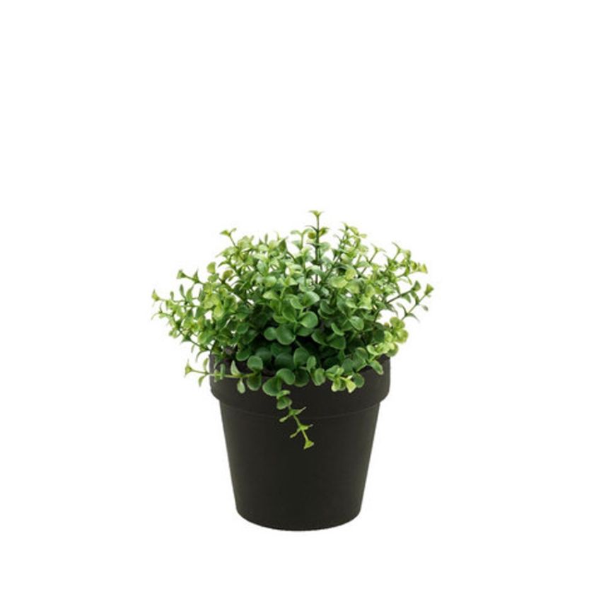 Eucalyptus bush lt green 20cm in black pot