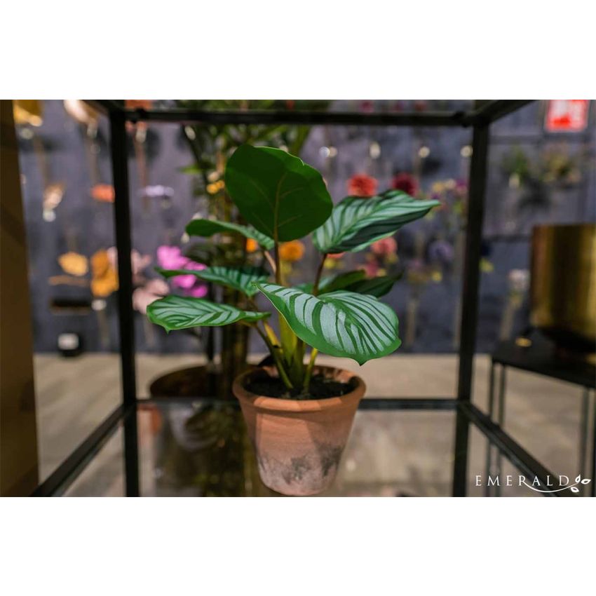 Calathea orbifolia 32cm in terra pot