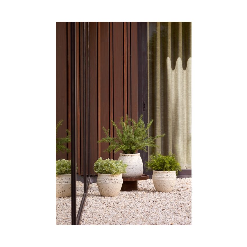 Rosemary bush UV 60cm