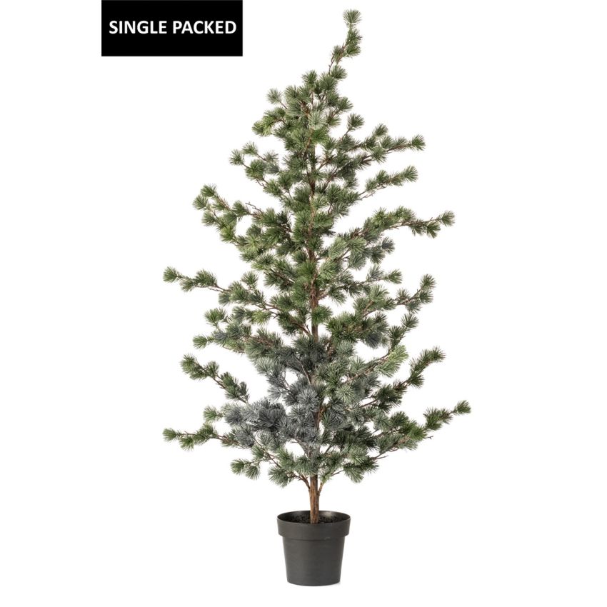 Cedar pine in pot 150cm (knock down packing)