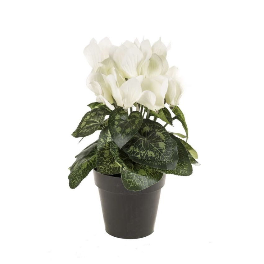 Cyclamen bush cream in pot 25cm