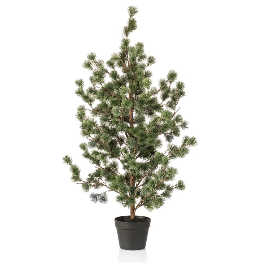 Cedar pine in pot 120cm