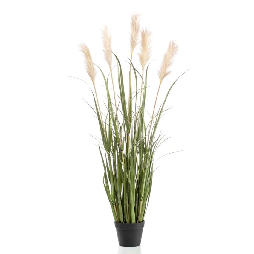 Pampas grass x5 130cm