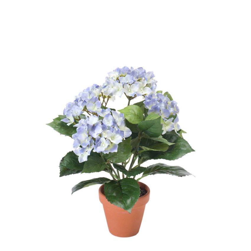 Hydrangea bush lt blue 37cm in tc pot