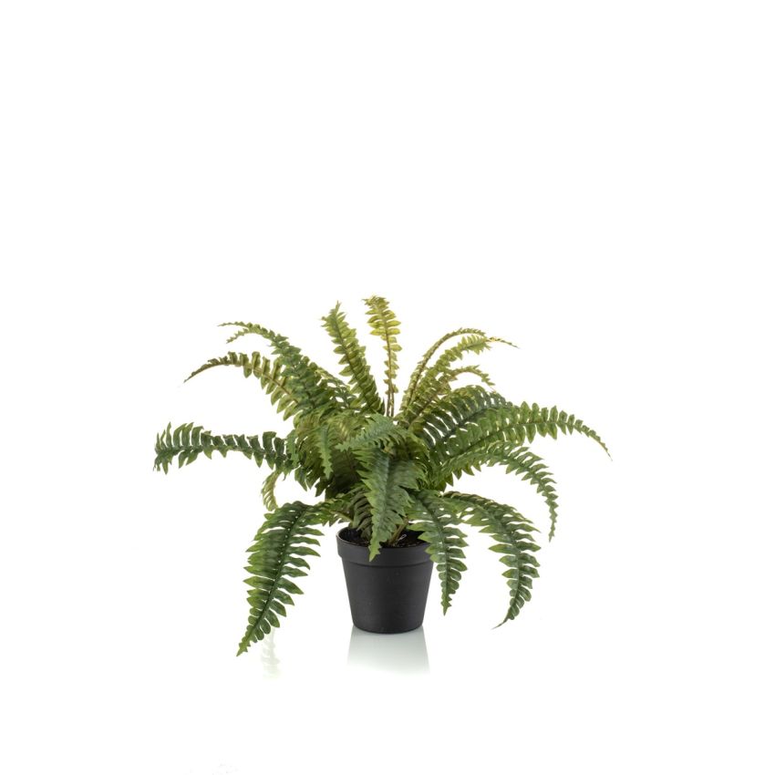 Boston fern bush 45cm in black pot
