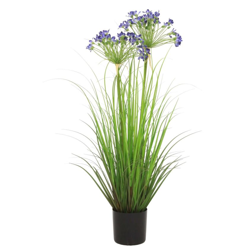 Grass agapanthus blue 80cm
