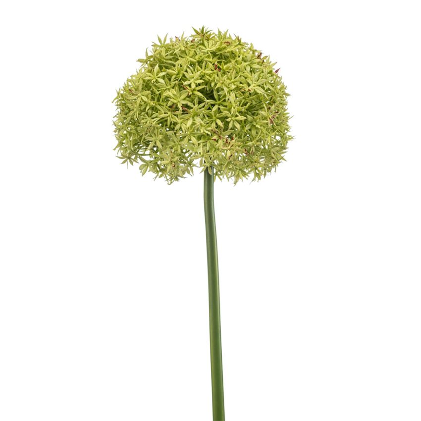 Allium giant spray green 90cm