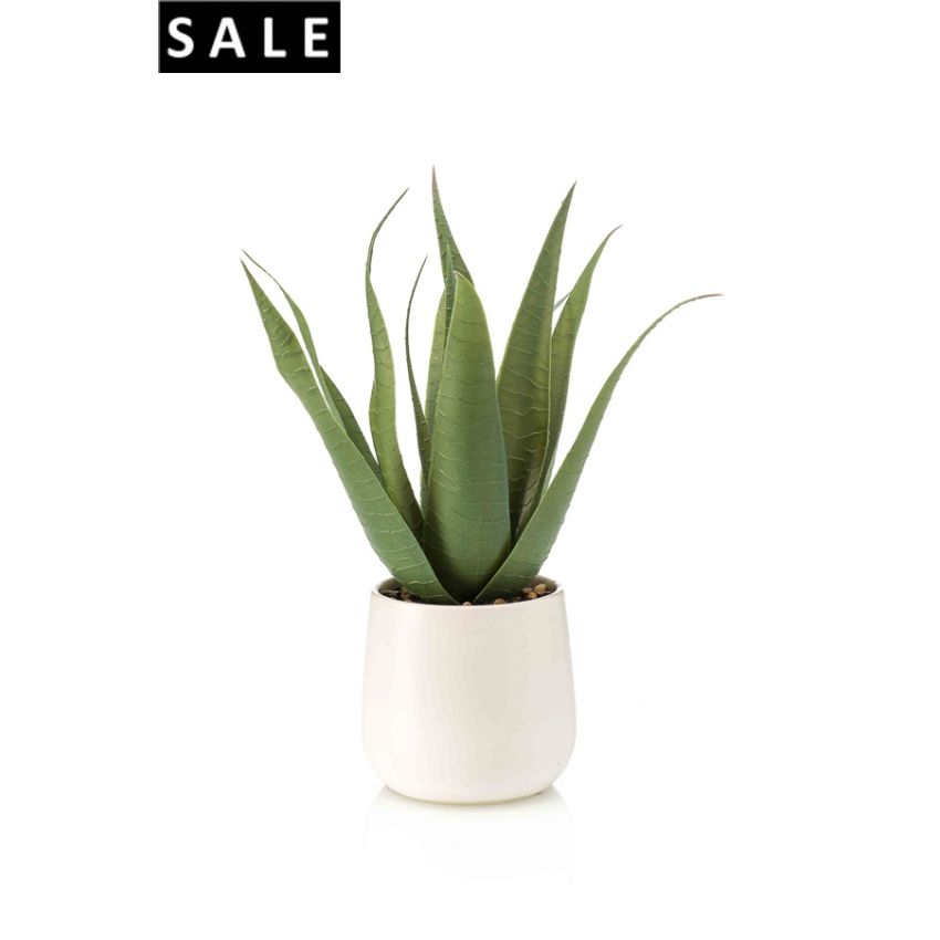Aloe vera 13lvs in white pot 29cm