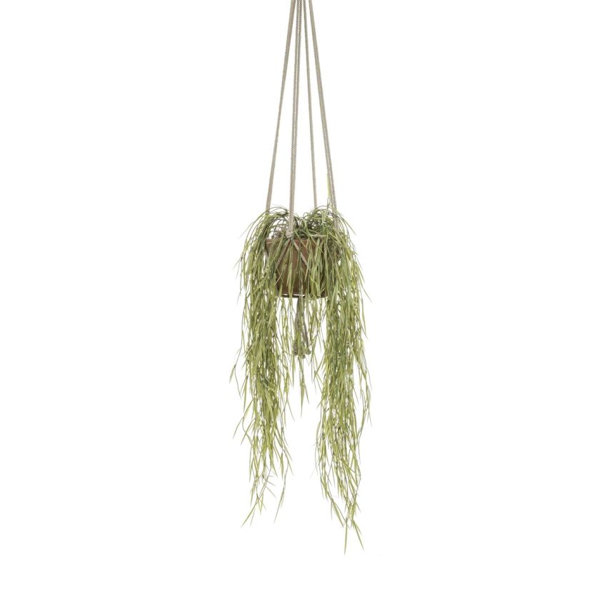 Hoya hanging 85cm in tc pot aged