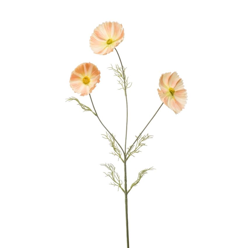 Cosmos spray lt peach 80cm