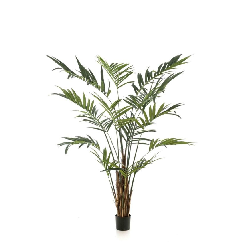 Palm kentia 270cm (knock down packing)