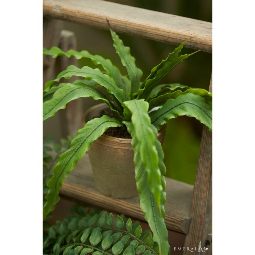 Fern asplenium bush 35cm in tc pot aged