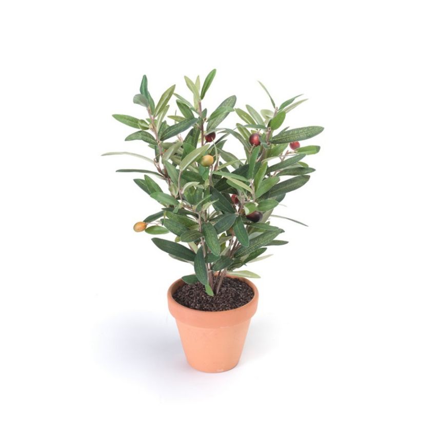 Olive bush green 37cm in tc pot