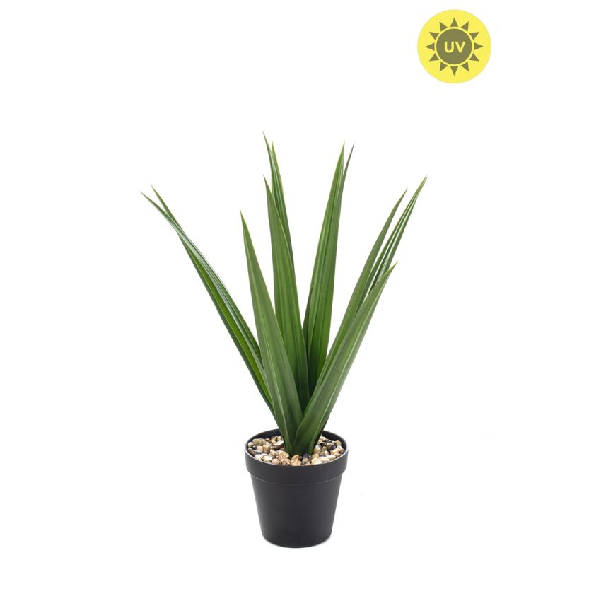 Dracaena UV in pot 48cm