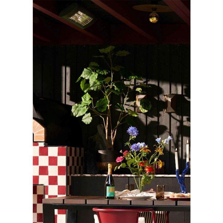 Ficus umbellata tree 125cm