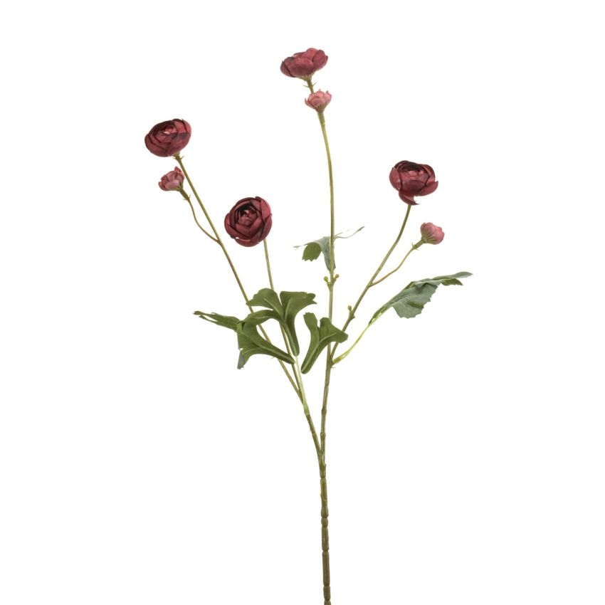 Ranunculus mini spray beauty 65cm