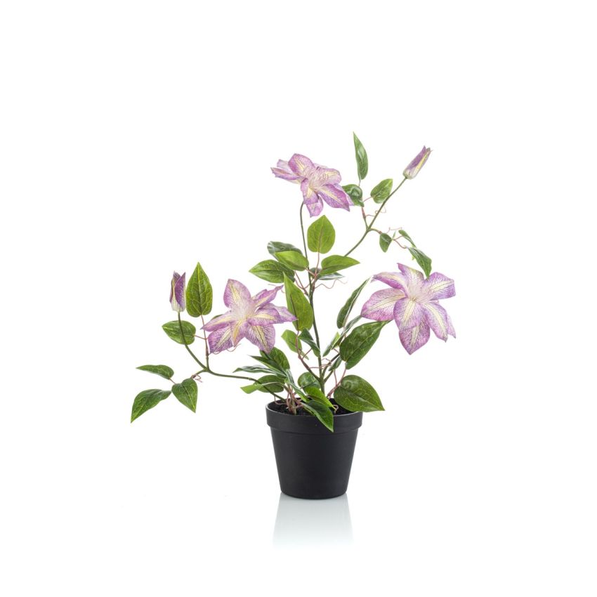 Clematis purple in pot 52cm