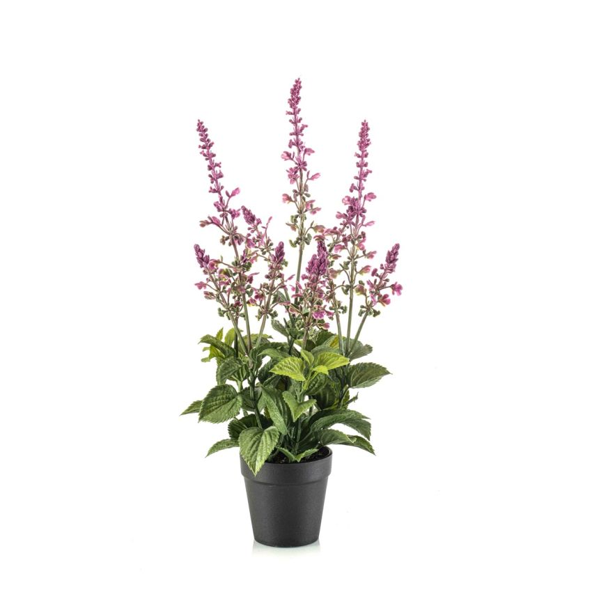 Salvia bush mauve in pot 45cm