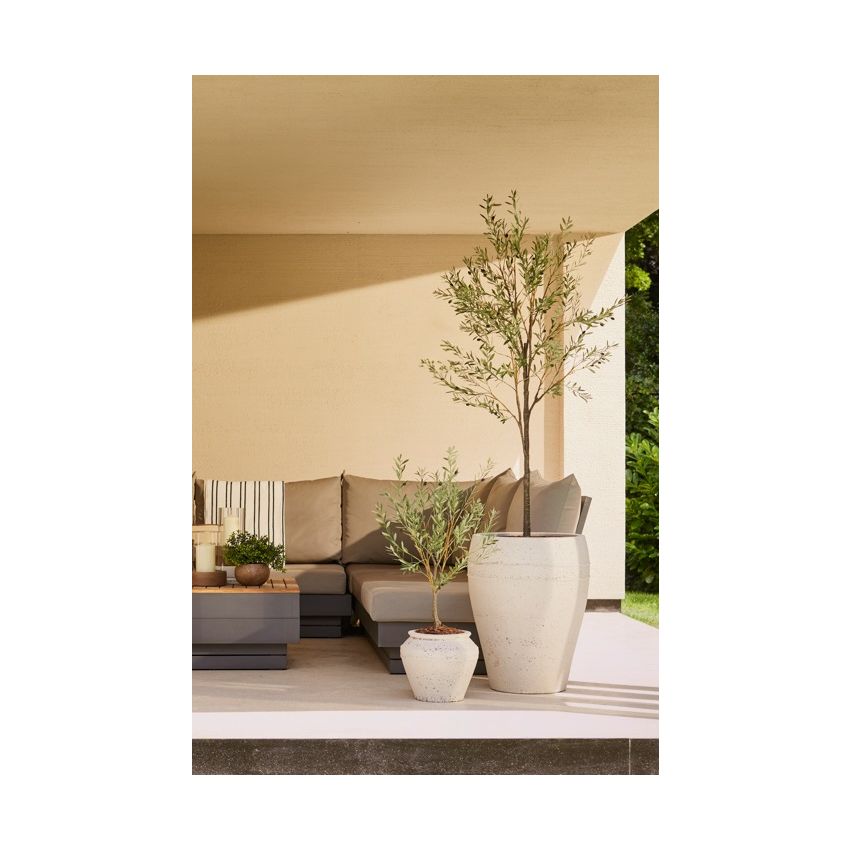 Olive tree UV 175cm (knock down packing)