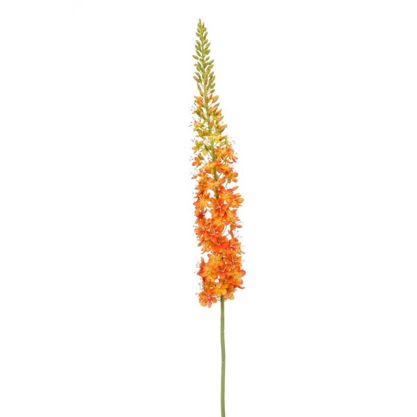 Eremurus spray XL orange 130cm