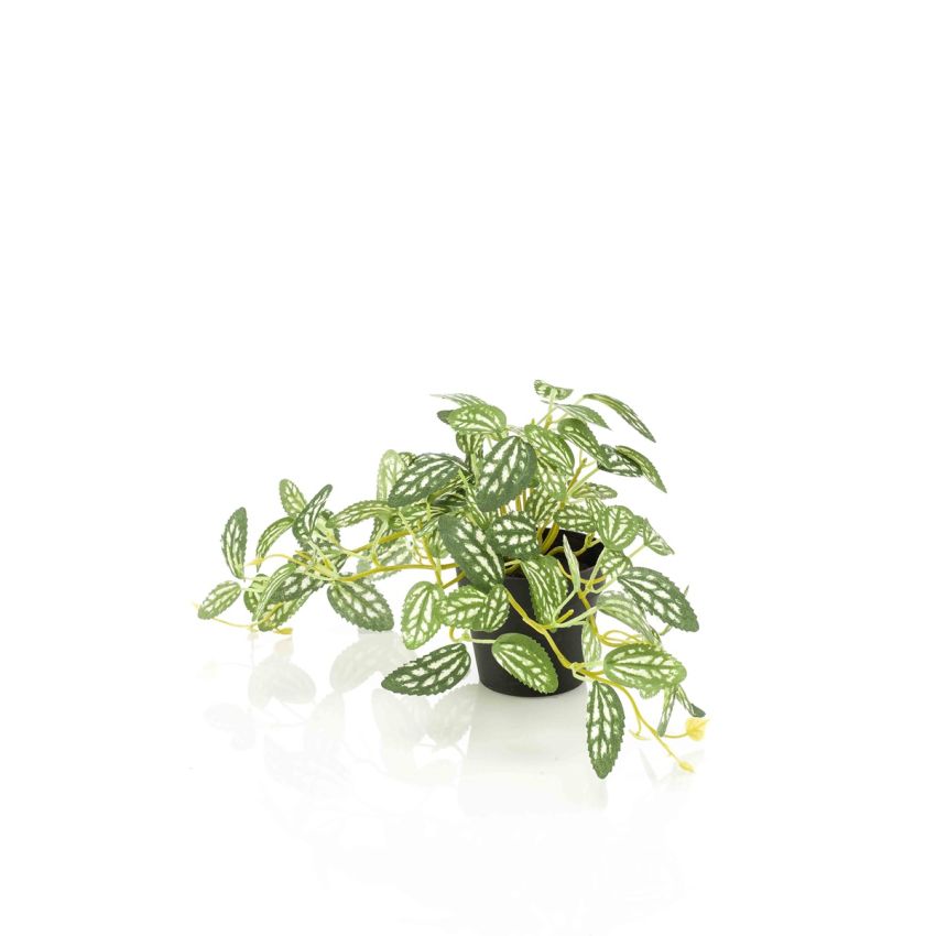 Pilea green/white in pot 19cm