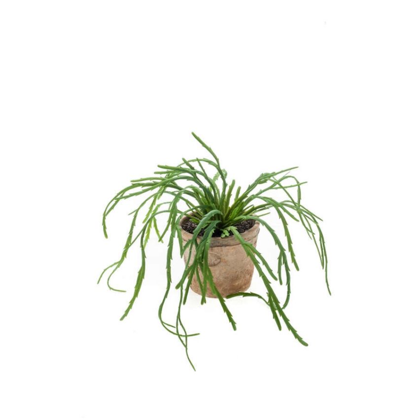 Rhipsalis pandora bush 35cm in tc pot aged