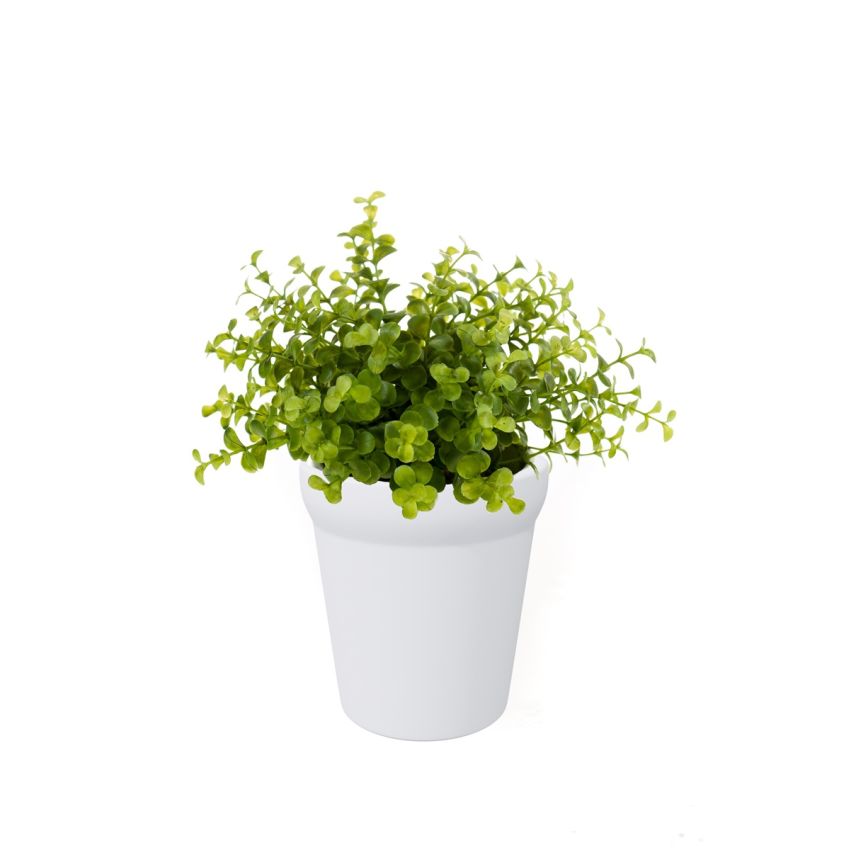 Eucalyptus bush lt green 23cm in white pot