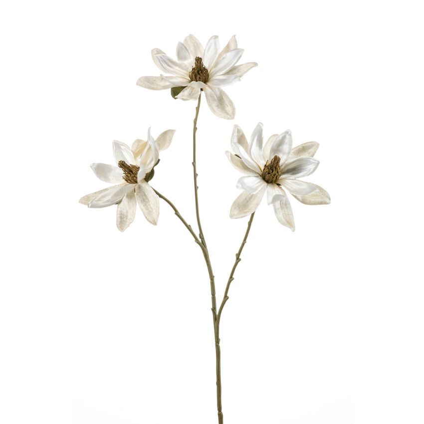 Magnolia spray cream 70cm