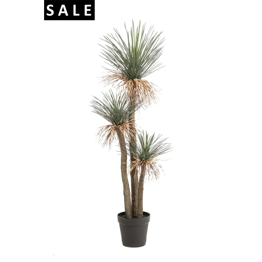 Yucca rostrata plant x3 180cm (knock-down packing)