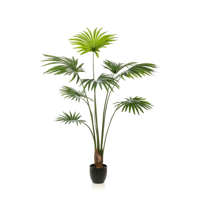 Palm livistona 160cm/8lvs