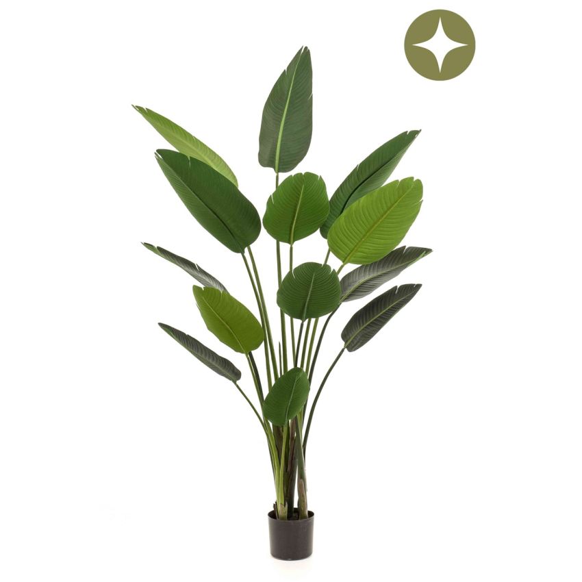 Strelitzia plant 190cm