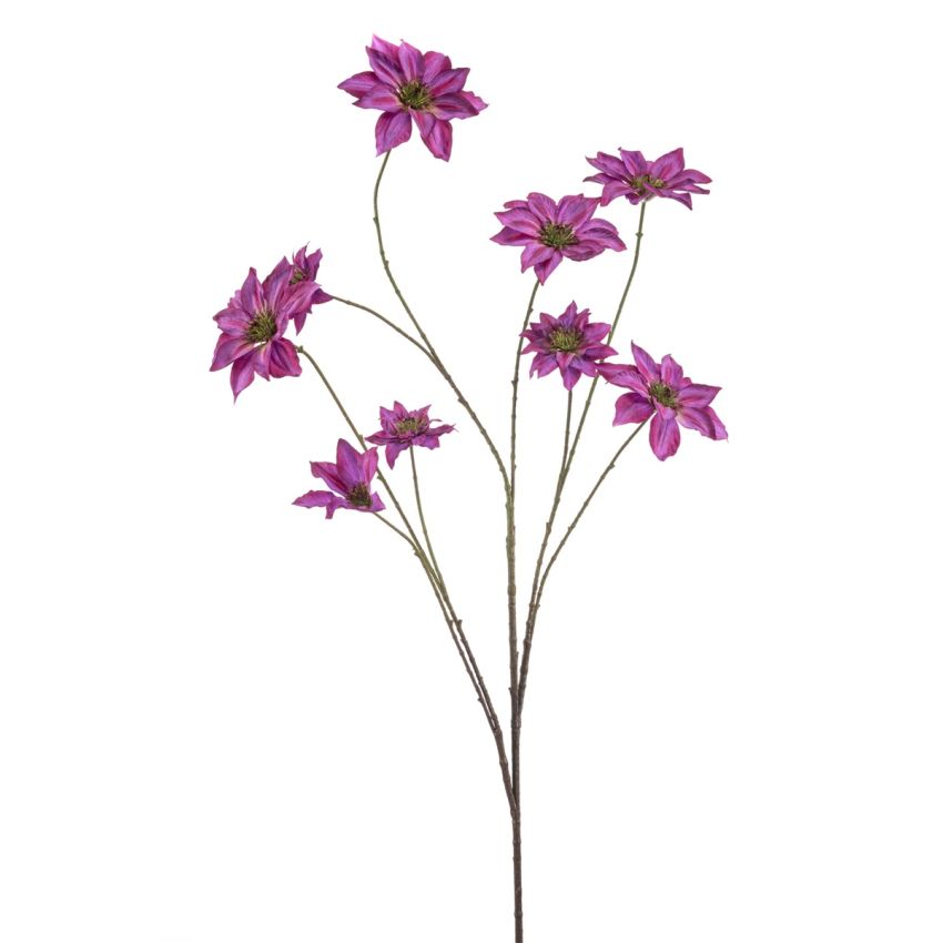 Clematis spray fuchsia 125cm