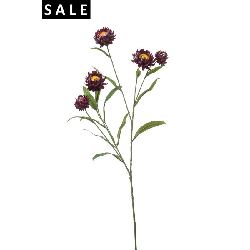 Xerochrysum spray purple 70cm