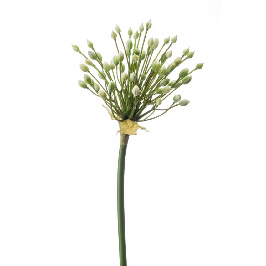 Allium buds spray cream 70cm