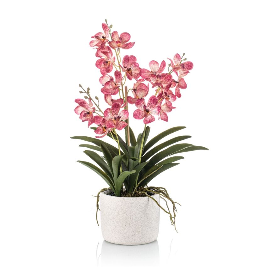 Vanda pink in pot 60cm